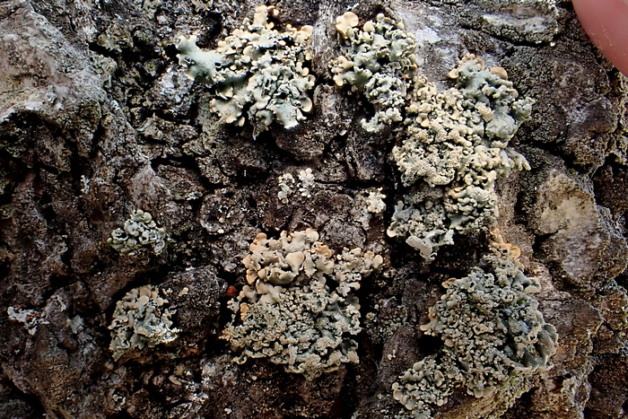 Gewöhnliche Blasenflechte (Hypogymnia physodes)