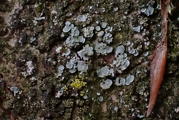 Hamsteröhrchen (Normandina pulchella)