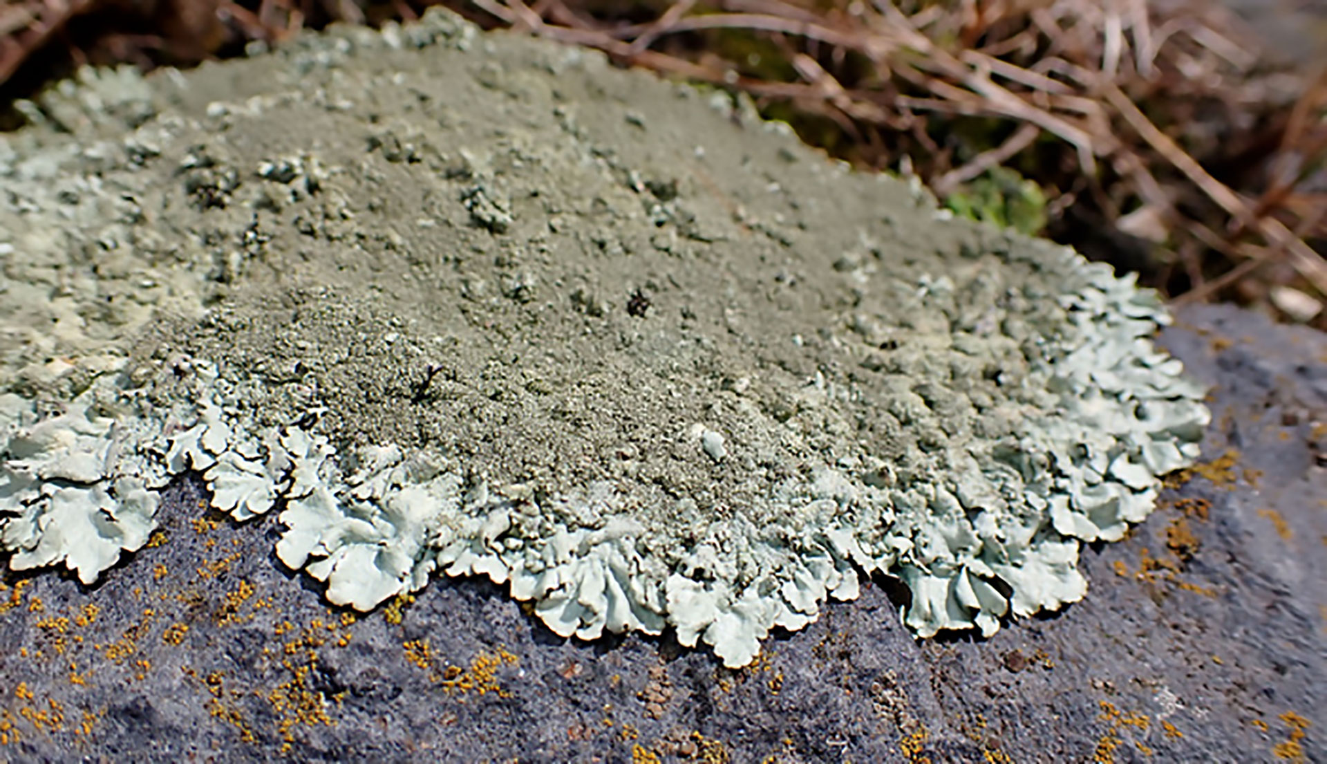 Die Gesprenkelte Felsschüsselflechte wurde erstmals an der ostfriesischen Küste gefunden.
