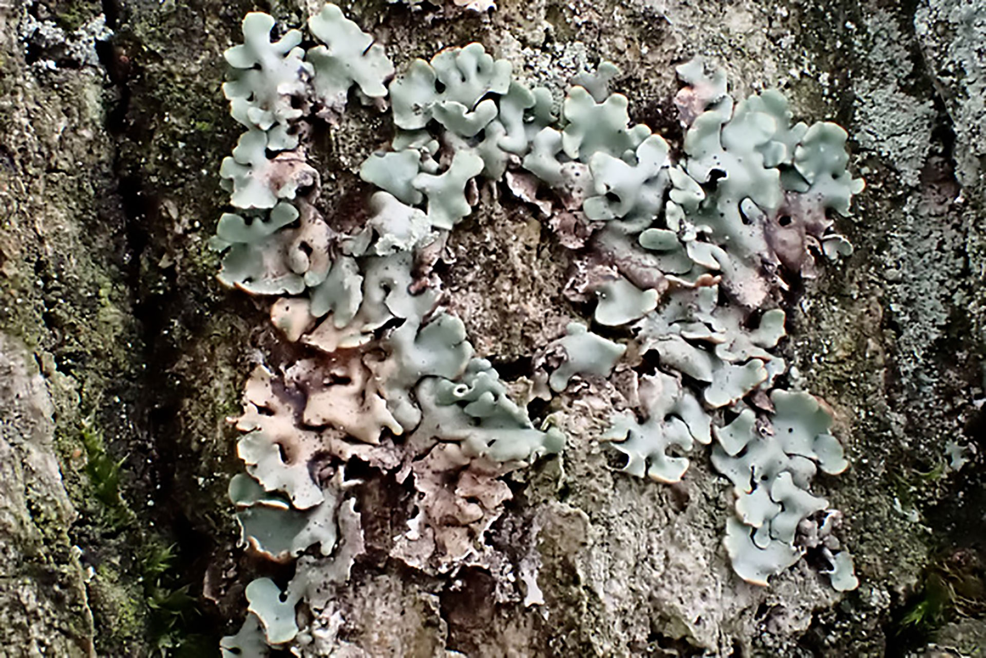 Die Gewöhnliche Blasenflechte (Hypogymnia physodes) an einer Eiche am Drögen-Hasen-Weg in Oldenburg-Wechloy