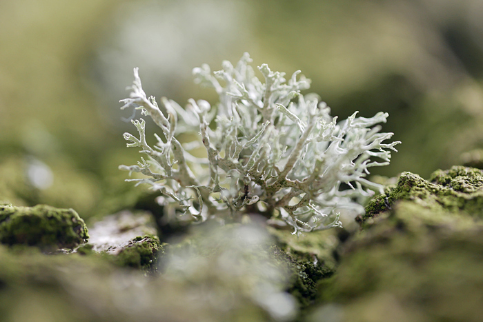 Junge Ramalina farinacea im Bürgerpark
